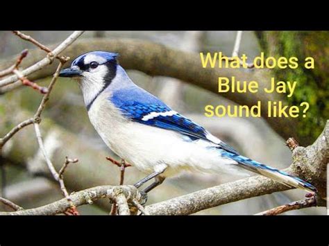 what does a blue jay bird sound like